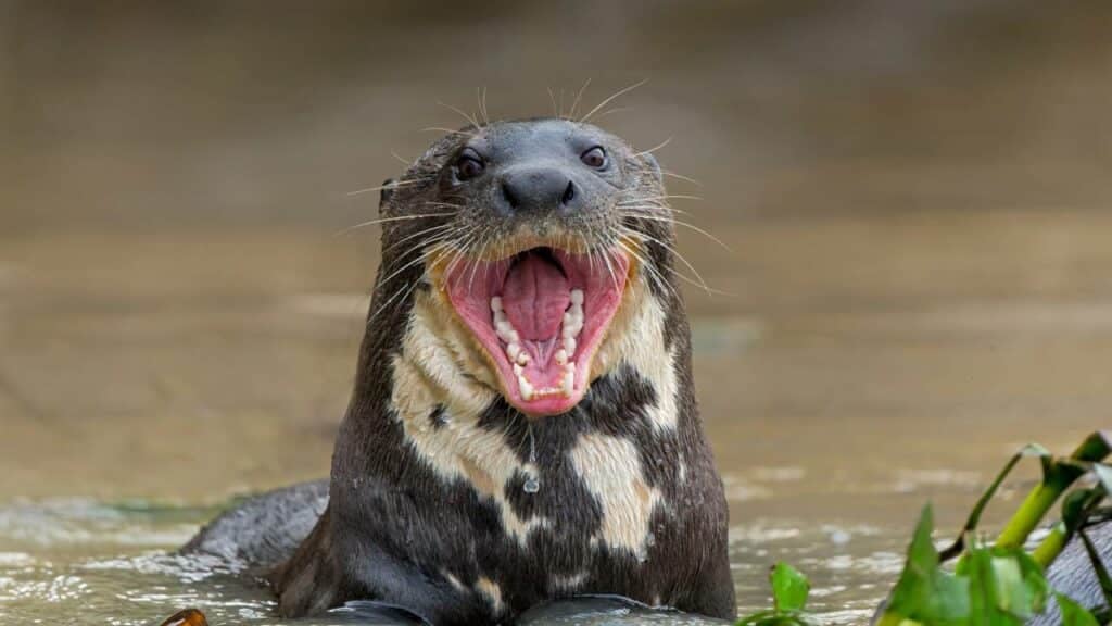 O maior predador aquático da América do Sul retornou após 40 anos, Ariranha gigante.