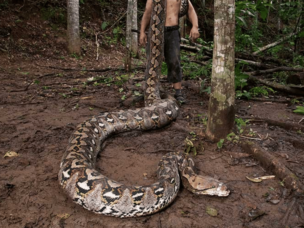 Ibu Baron, de 7 metros, se tornou a cobra selvagem mais longa do mundo