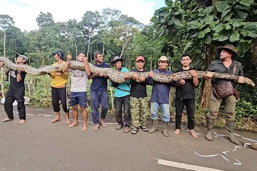 Píton de 7,22 metros é encontrada na Indonésia e bate recorde mundial