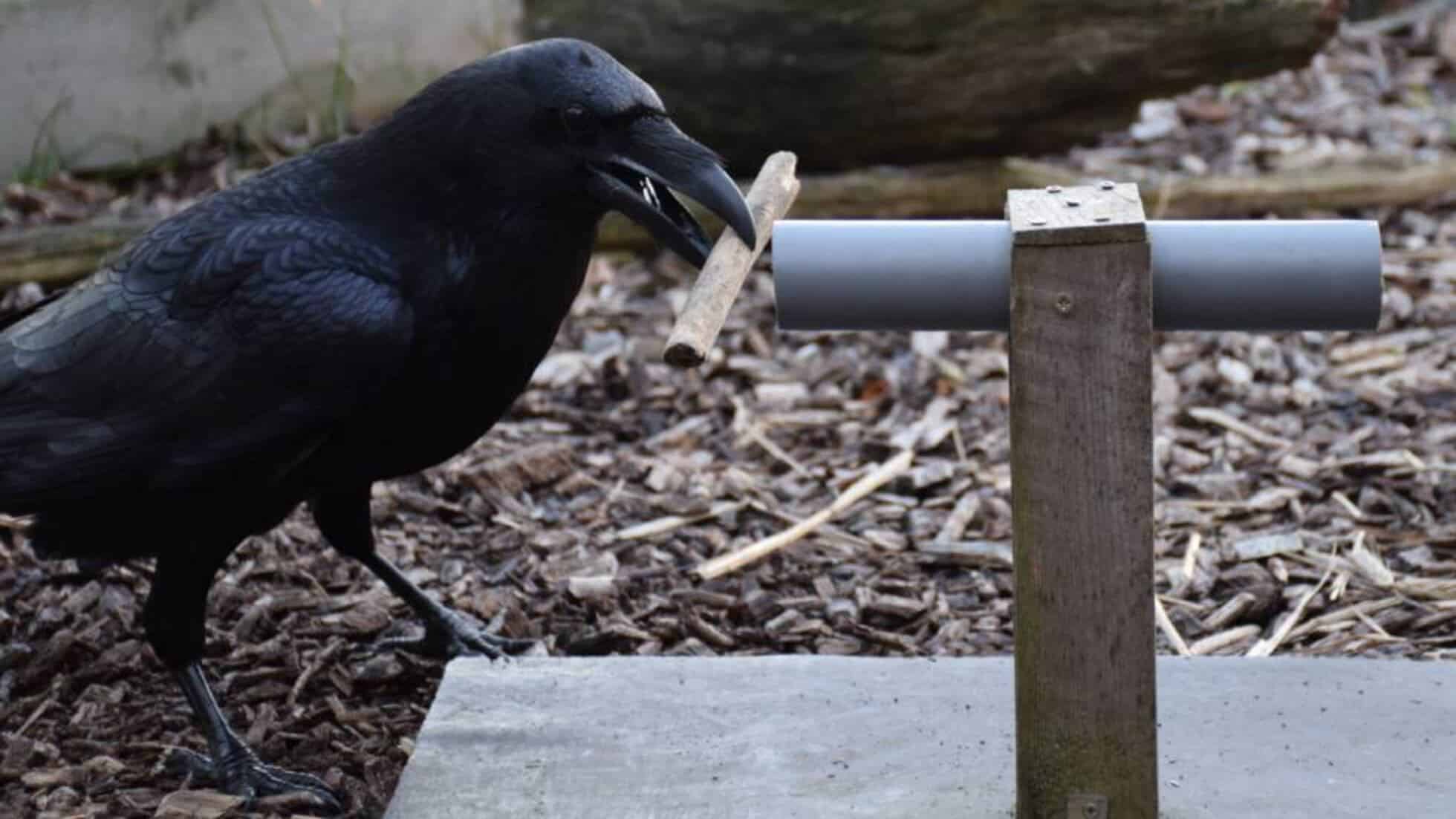 Um dos corvos, durante o experimento