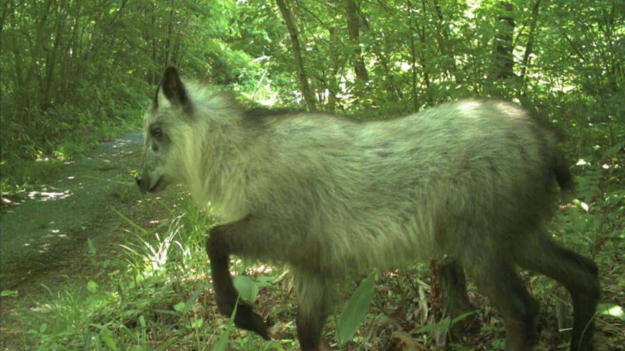 Animais de Fukushima - Foto: Divulgação/UGA