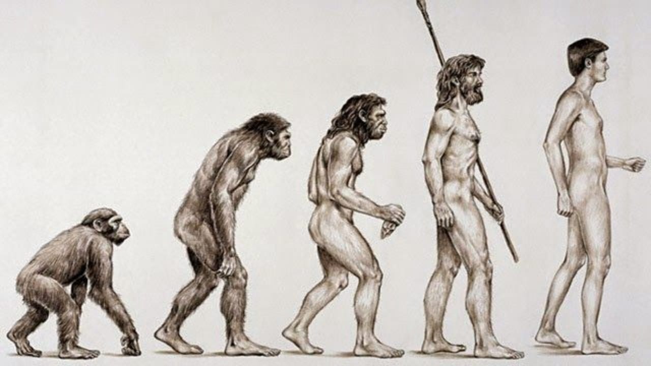 Reconstrução artística de diferentes espécies humanas lado a lado durante o processo evolutivo.
