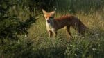 Chernobyl virou um santuário para animais? Novo estudo revela recuperação surpreendente da vida selvagem