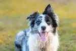 Por que o Border Collie é considerado o cachorro mais inteligente do mundo?
