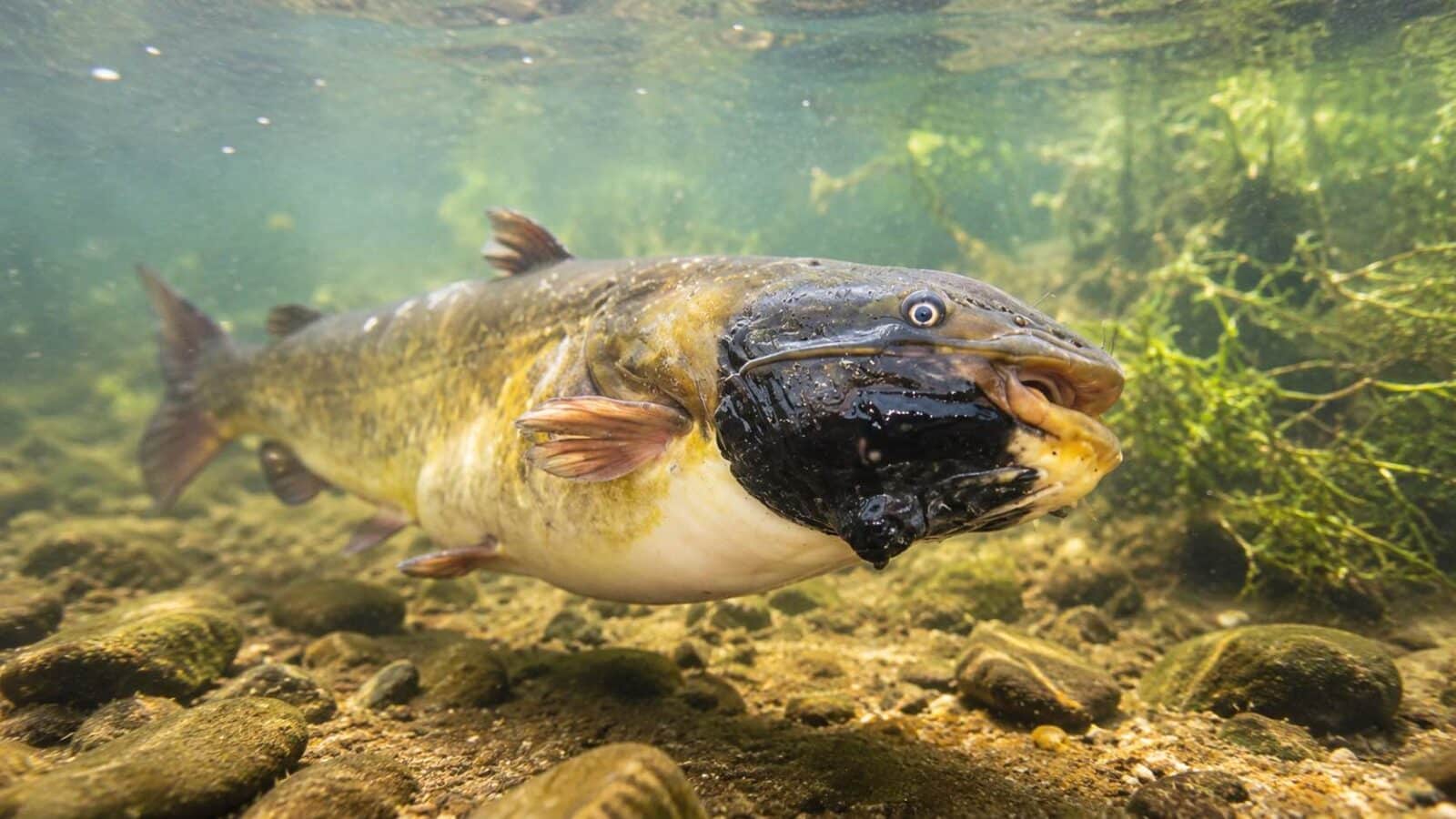 Pesquisadores descobriram o primeiro caso documentado de câncer transmissível em peixes de água doce. Foto: Reprodução.