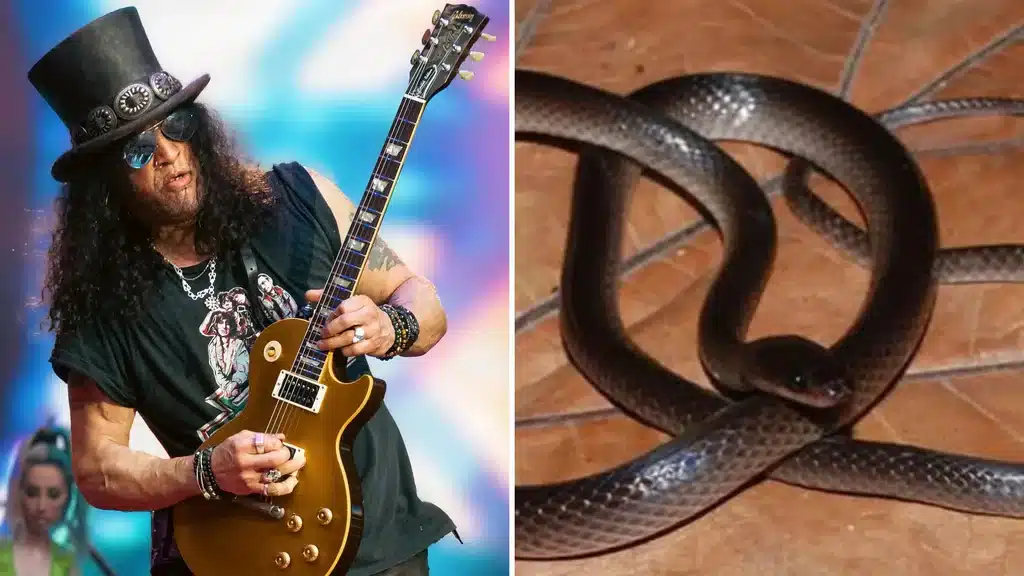 Nova espécie de cobra descoberta na Nova Guiné recebeu o nome científico Lielaphis slashi em homenagem a Slash. Foto: Reprodução.