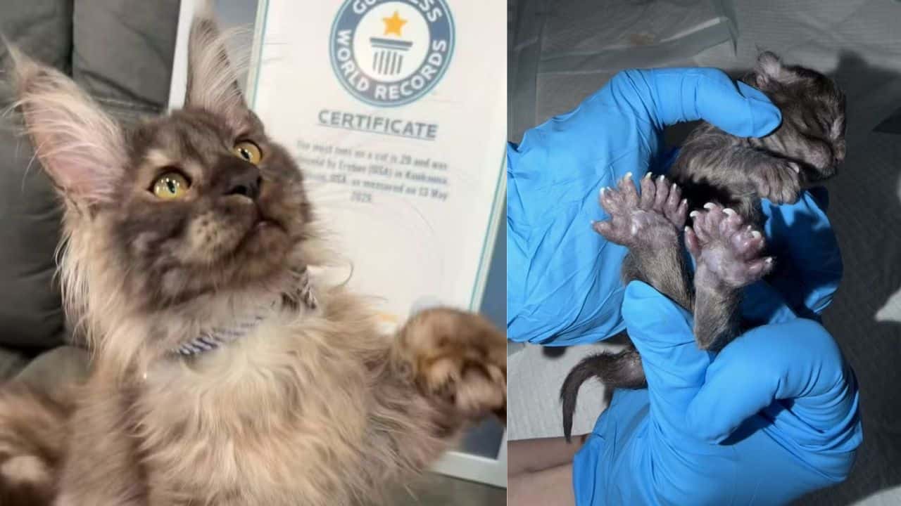 Gato maine coon com 29 dedos teve recorde reconhecido pelo Guinness - Foto: BlueNorthern Maine coons/WFRV