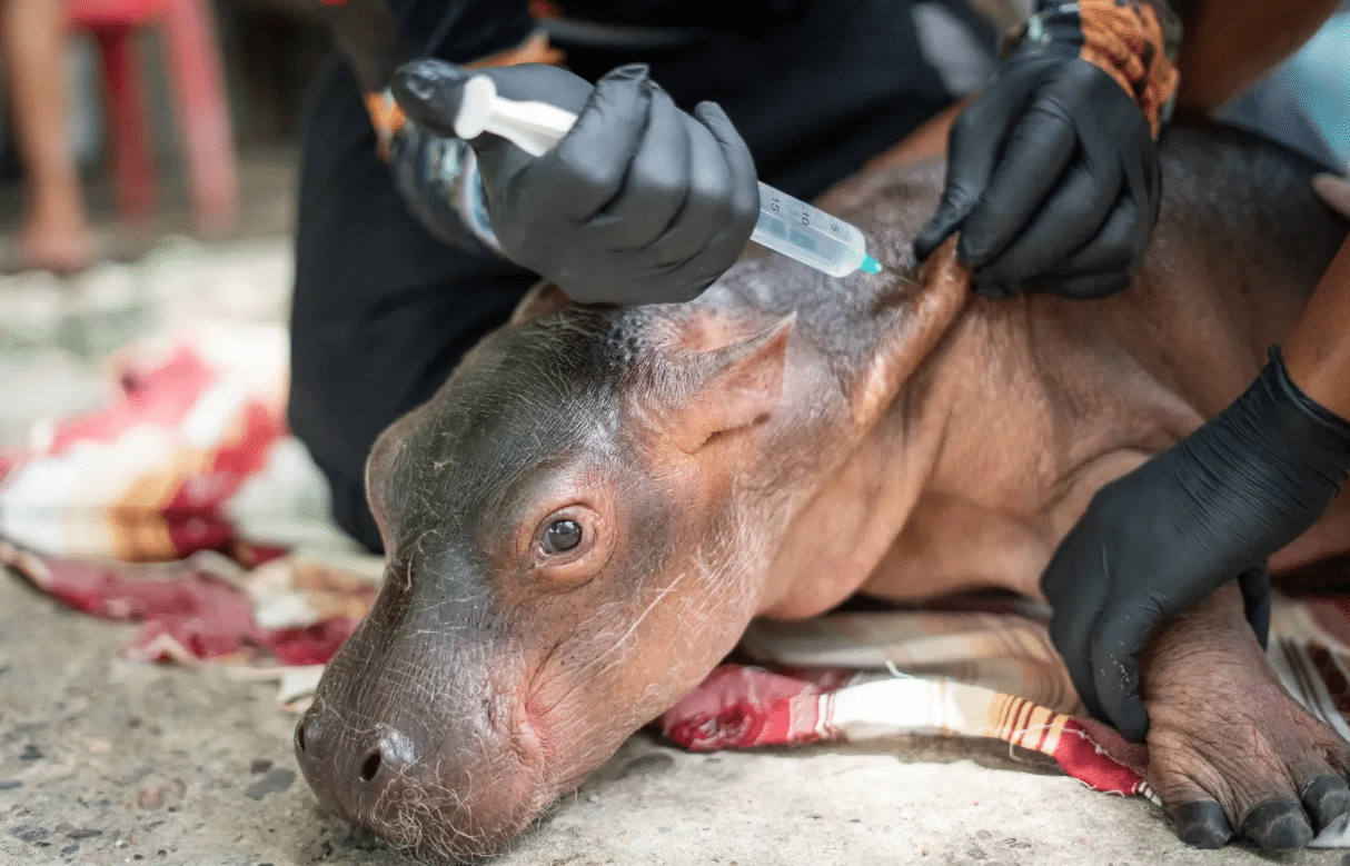 Filhote de hipopótamo durante o atendimento veterinário após ser encontrado desidratado na região de Antioquia. Foto: AFP/Reprodução.