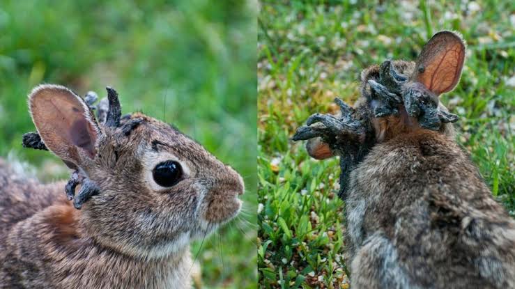 Coelhos selvagens com "tentáculos" na cabeça são fotografados nos EUA  • Education Images/Universal Images Group via Getty Images
