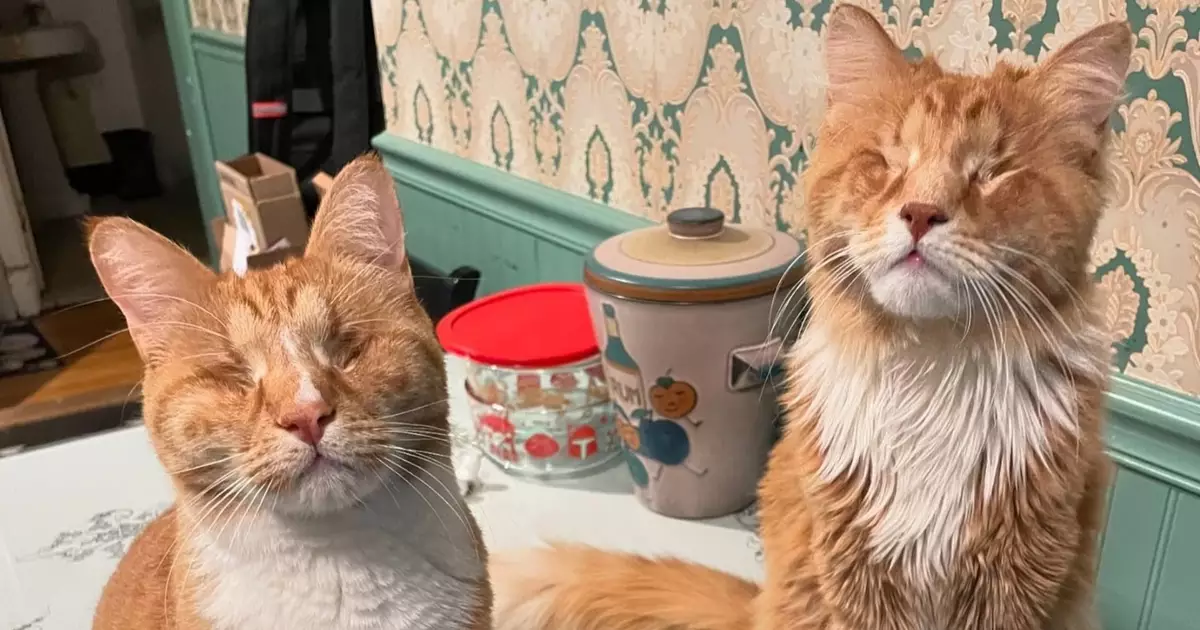 Estudo da Universidade Cornell confirma geneticamente a doença rara em felinos e abre portas para novos exames veterinários. Foto: Reprodução/Instagram/ @we_are_the_wondertwins / Bons Fluidos