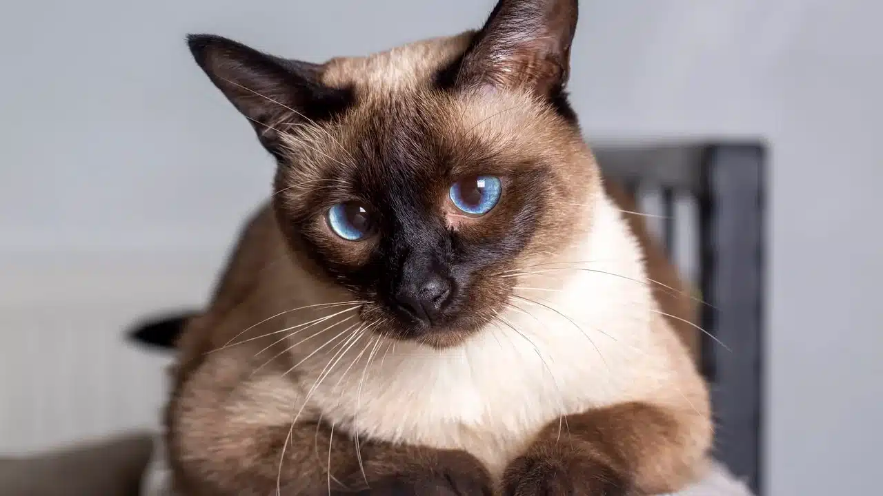 O pet que mais representa essa mistura é o gato siamês, carinhoso, elegante e com emoções que aparecem no olhar - Créditos: depositphotos