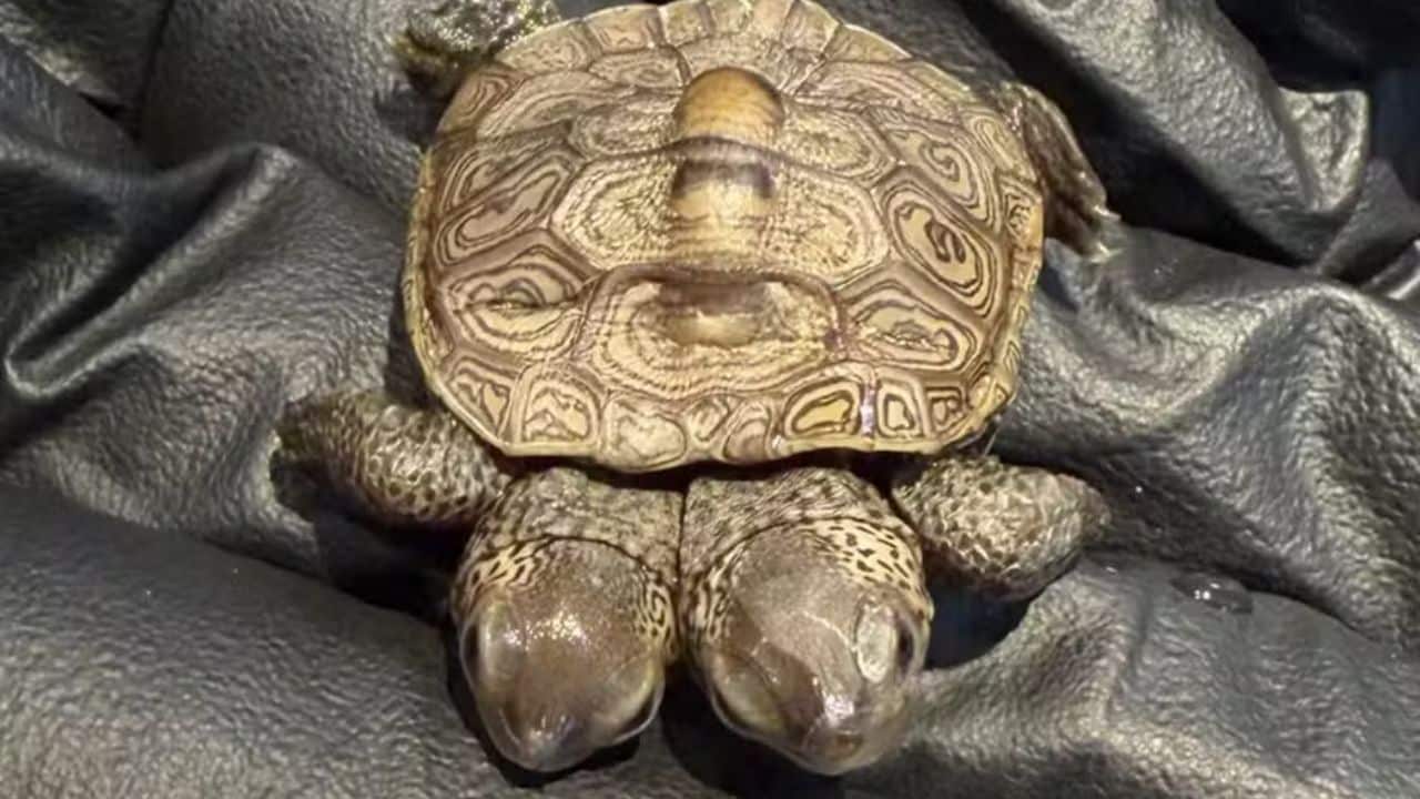 A tartaruga-diamante de duas cabeças encontrada - Crédito: Centro de Vida Selvagem do Cabo/Facebook