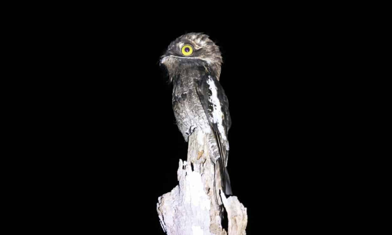 'Ave fantasma' raríssima é filmada pela 1ª vez em Parque Nacional na BA. Foto: Reprodução.