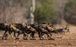 Cães selvagens percorrem 4.126 km em busca de parceiros e batem recorde na África
