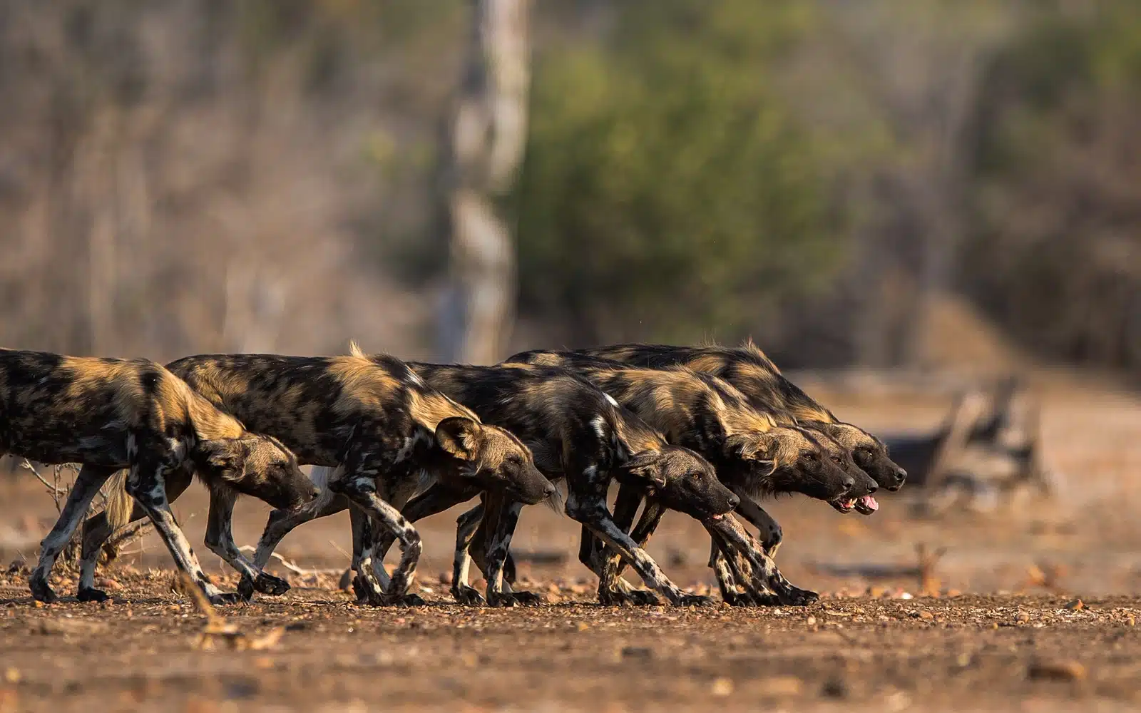 Abaixados, com a coluna reta e concentrados, os mabecos entram em modo de camuflagem para se aproximarem da presa. Foto de Nicholas Dyer.