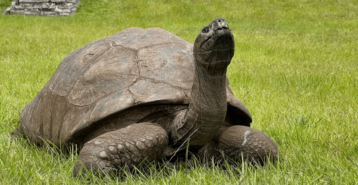 Fotografia real de Jonathan, a tartaruga-gigante-de-aldabra, em seu habitat na ilha de Santa Helena. Foto: Reprodução.